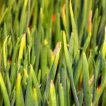 Lack of nitrogen - yellow spots