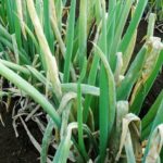 Potassium deficiency - brown necrosis with pen promotion