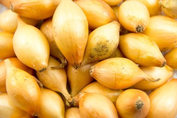 Oignon définit Centurion