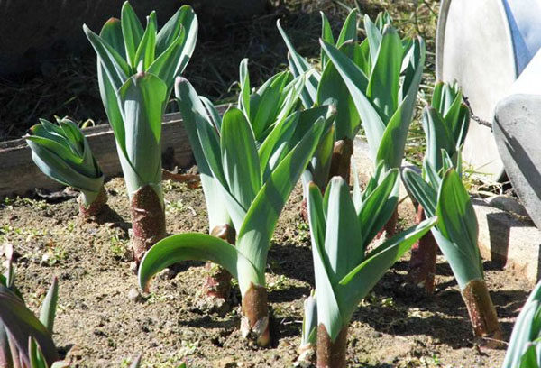 L'arc suvorov est plutôt thermophile