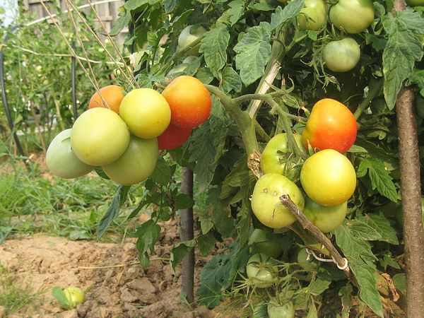 Lyana's tomato bush is short, therefore landing on large territories is recommended.