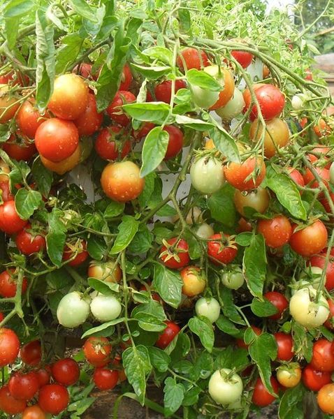 Variety Ljana has a great return crop