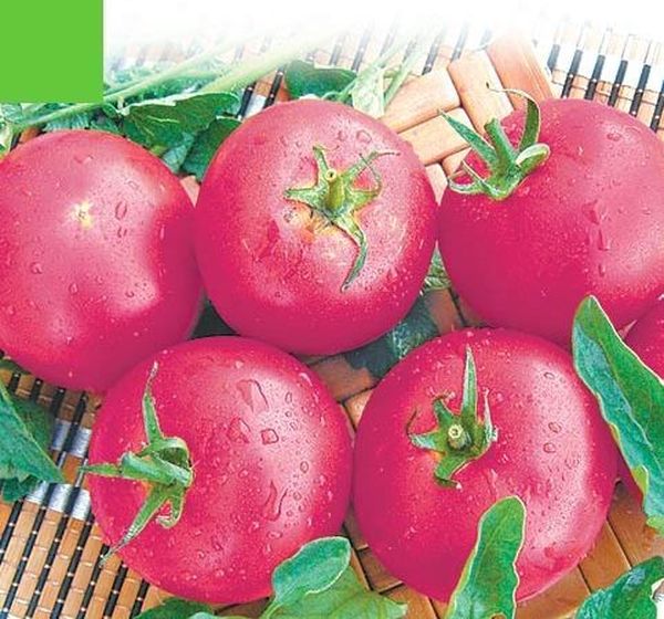 Tomato Liana pink