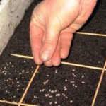 Seeds are poured out on the wet ground and sprinkled on top.