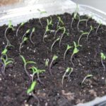 Sprouted seeds of tomato Lyana