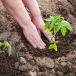 Planting seedlings carried out according to the scheme 60h70sm