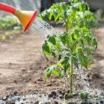 Watering is needed once a week.