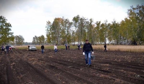 people potato field