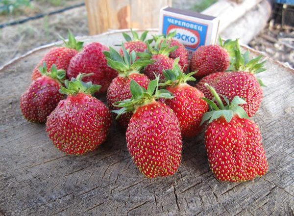  Φράουλα Maryshka