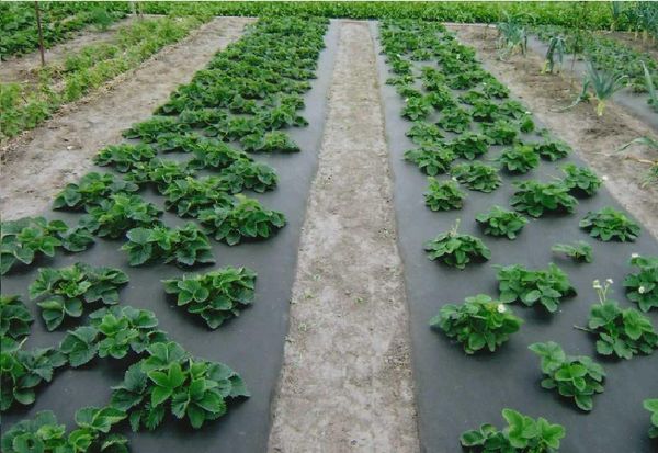 Οι θάμνοι χρειάζονται έναν τόπο με αρκετό ηλιακό φως