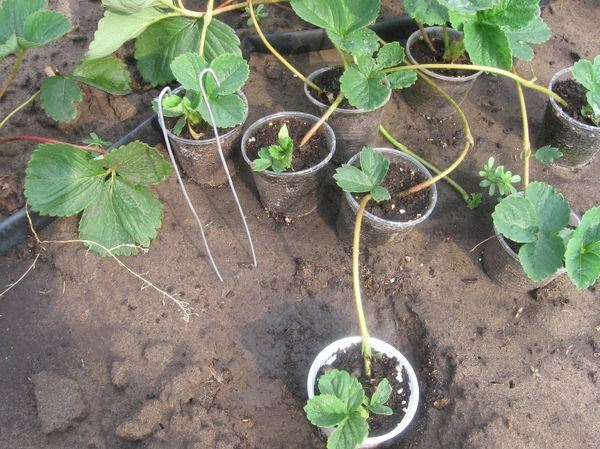 Αναπαραγωγή μουστάκια μουστάκια