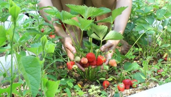 Erdbeer Evie sammeln 2