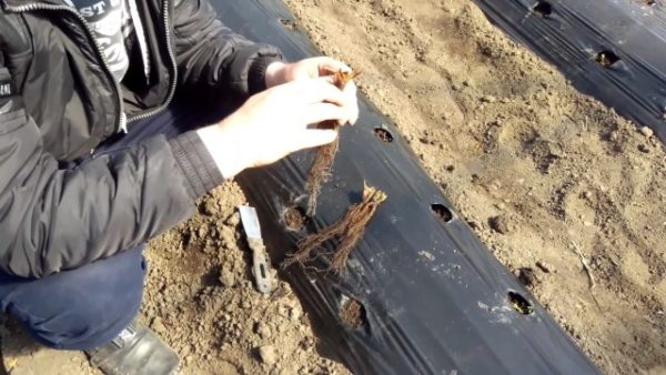 Planting strawberries friga