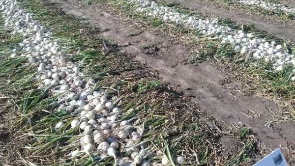 Harvesting white onions commercially