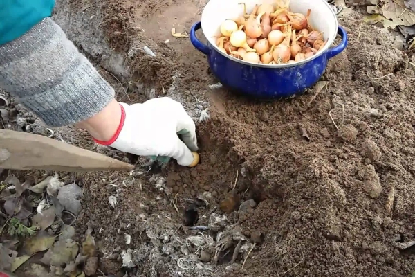 Coloque pequenos bulbos do rolo de sementes nos sulcos, observando o intervalo de 50 mm a 70 mm.