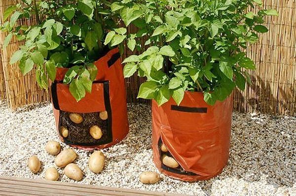 Reife Kartoffeln sind durch ein spezielles Ventil leicht zu bekommen.