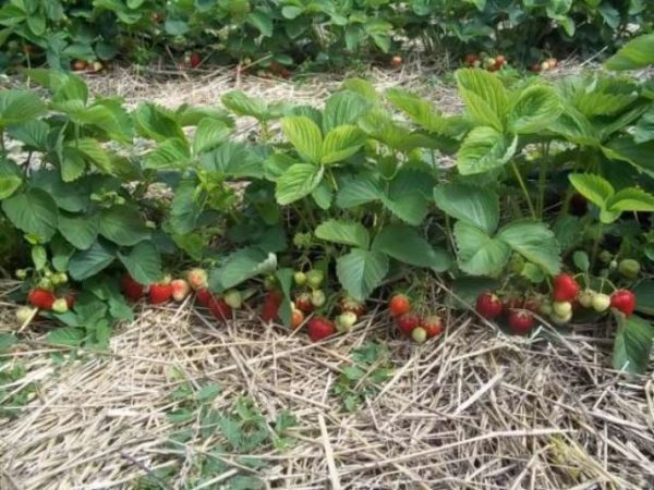 Fragole in giardino