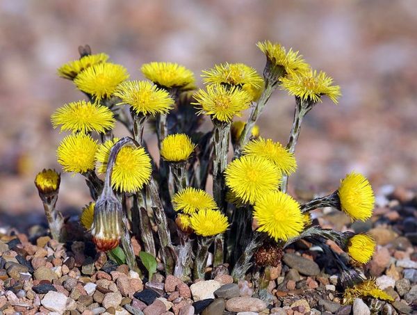 30 days after the start of flowering, coltsfoot can be planted early potatoes