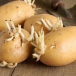 For planting in mulch need to take sprouted potatoes