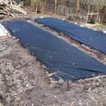 Dip in mulch and cover with a wrap up to the first shoots