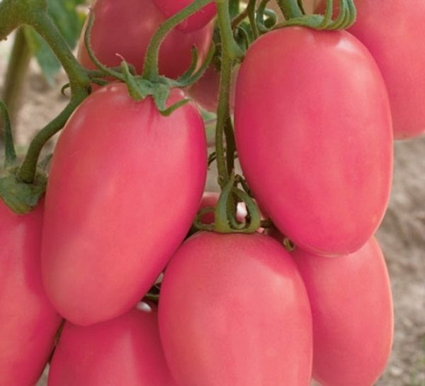 Tomato Novice pink