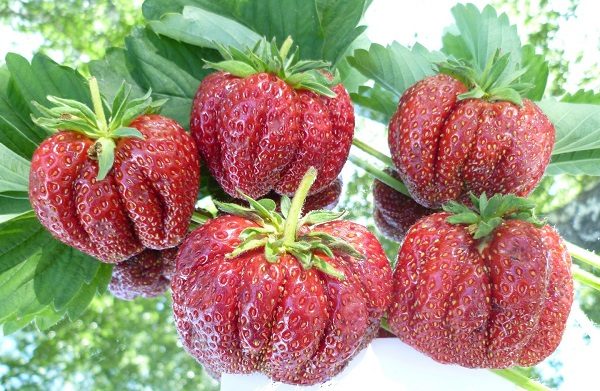 Strawberry first grader close-up
