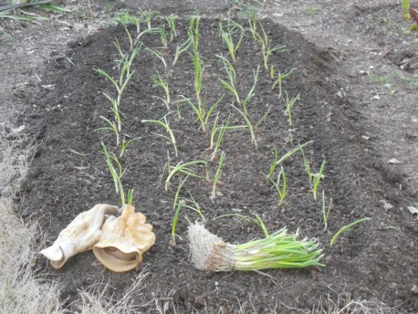 White onion seedlings