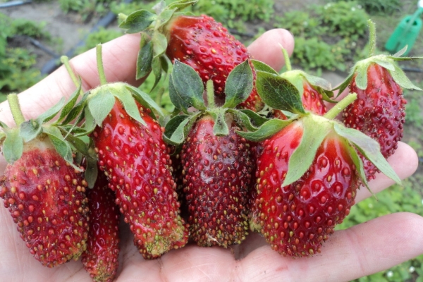  Strawberry Merchant: description and characteristics of the variety, planting and care