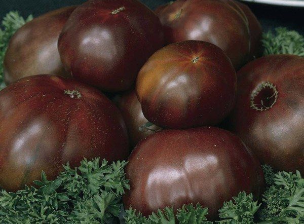This variety differs in color unusual for tomatoes: dark red, almost burgundy