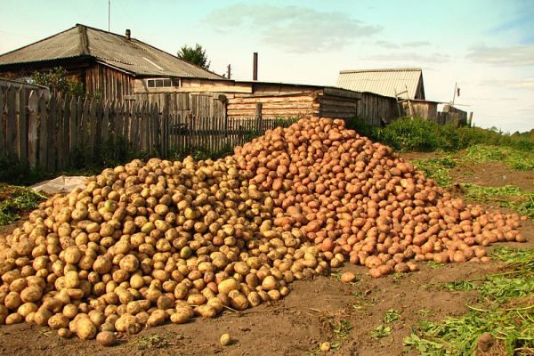 Fertilizer Potato formula will help get a rich and high-quality crop of potatoes