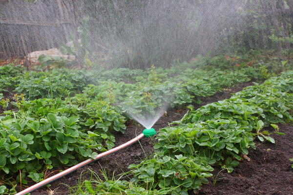 Kama refers to moisture-loving plants, so watering should occur regularly