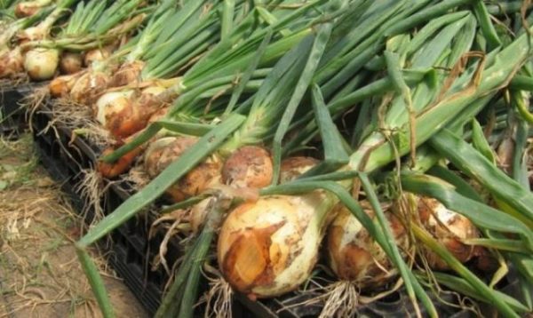 Centurion de récolte d'oignons