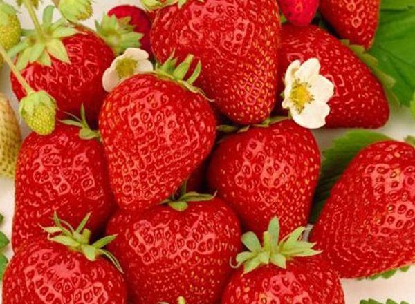  Ostar Strawberry