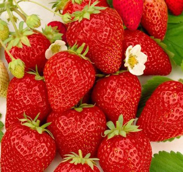  Ostar Strawberry