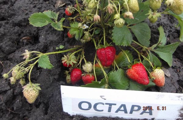 Even young bushes of whiskers are capable of yielding crops.