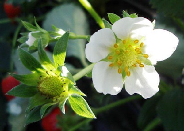 For good rooting, flower stalks must be removed.