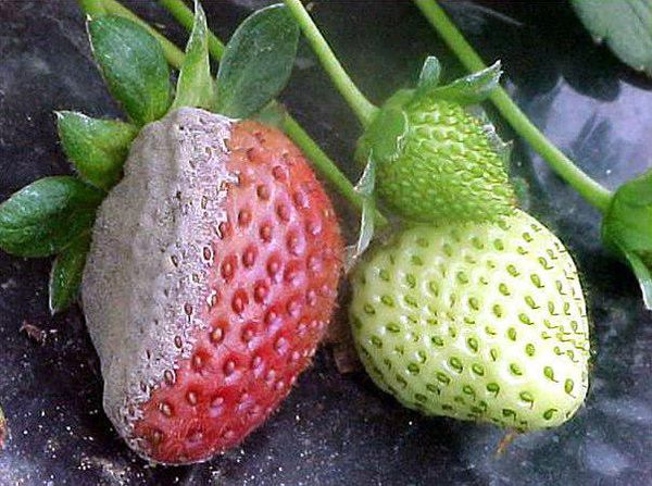 Gray rot on Ostara strawberries