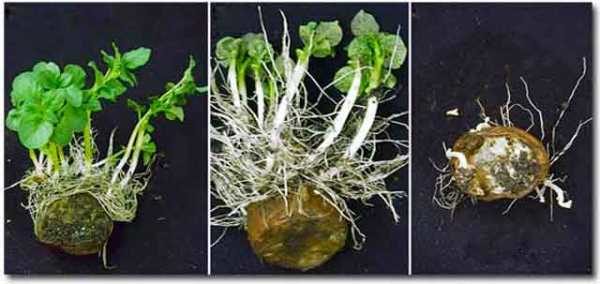 Λαχανάκια κατεψυγμένων πατάτας