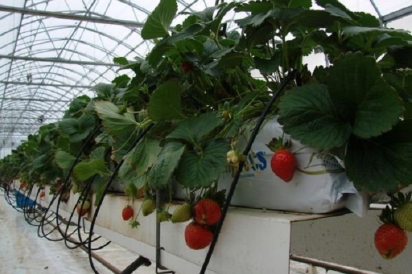 Rega é necessária gotejamento, você pode usar garrafas plásticas com tubos