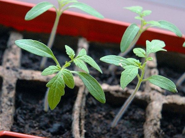 Les plants sont repiqués au fur et à mesure que le système racinaire se développe.