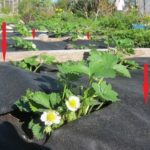 تمنع الثقوب المتقاطعة من نمو الأعشاب الضارة