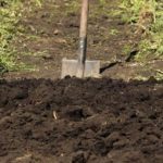 في البداية ، يتم حفر المؤامرة وتخصيبها.