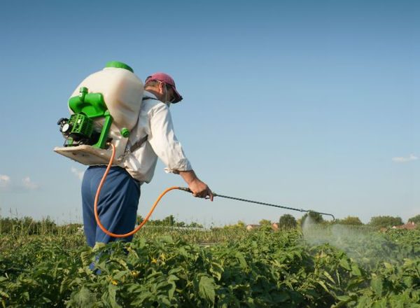 Nutrition foliaire des pommes de terre