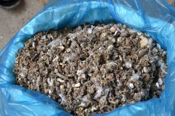 Τα περιττώματα κοτόπουλου περιέχουν φώσφορο και άζωτο.