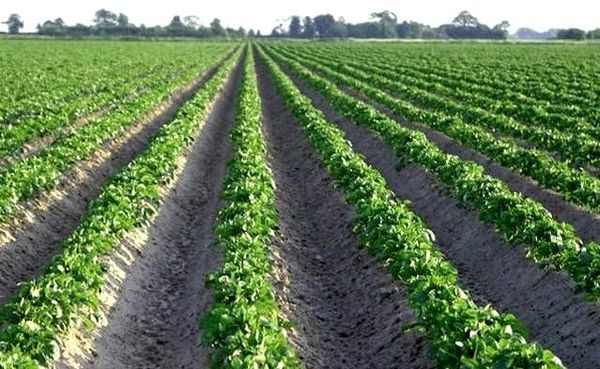 potato field