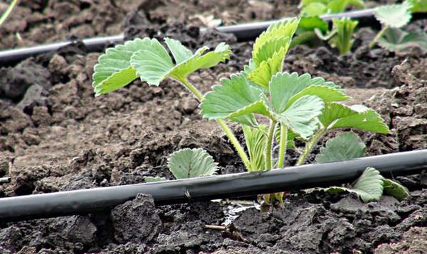 Για άνεση, μπορείτε να εγκαταστήσετε ένα σταγόνες