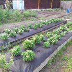 Επίσης, εάν είναι απαραίτητο, μπορεί να τοποθετηθεί πάνω από την ταινία.