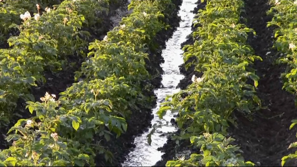 annaffiare le patate