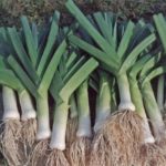 Après avoir creusé, les feuilles de poireau sont raccourcies de 1/3