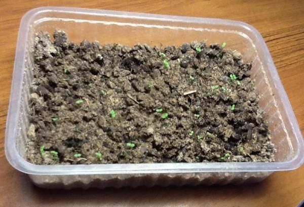 Les premières pousses de poireaux en poudre